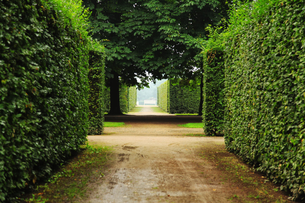 Heckenpflanzen als Wegbegrenzer im Schlossgarten