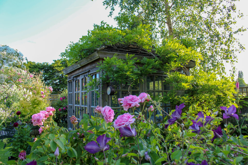Sommerhaus in einem englischen Cottage-Garten, mit wuchernden Rosen und Clematis.